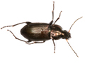 Poecilus cupreus